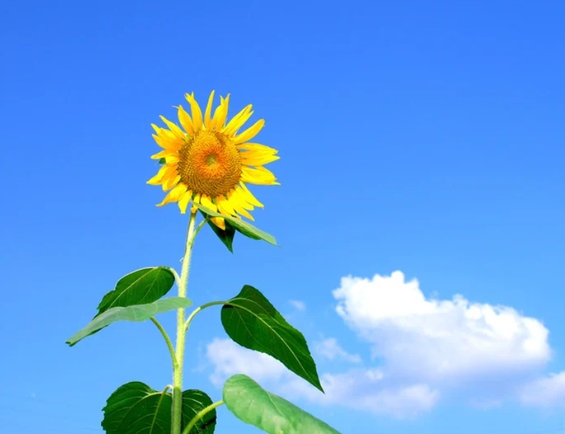 炎炎夏日，“命”除了是空调给的、还有它！