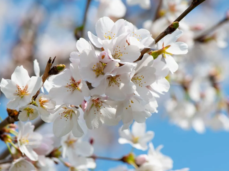 春天来了，该怎么应对花粉等过敏原的侵袭？