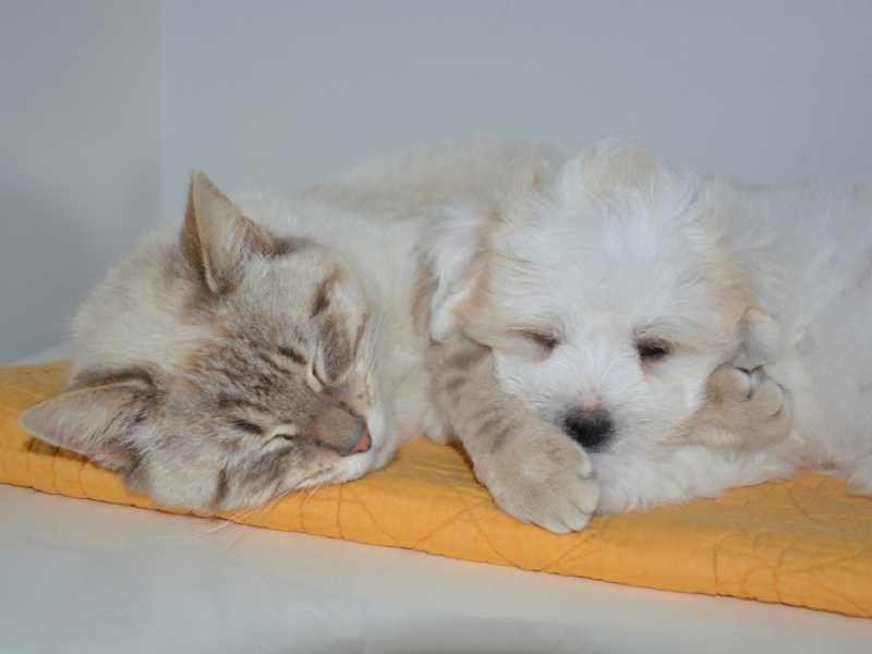 宠物空气净化器厂家