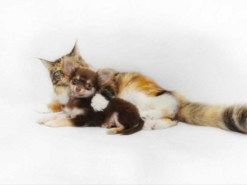 宠物空气净化器厂家