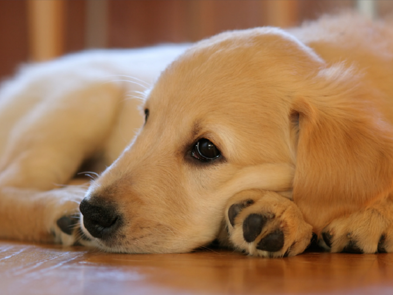 宠物空气净化器厂家