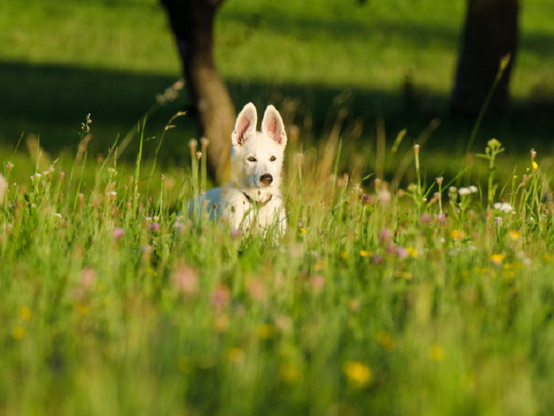 宠物空气净化器除了家庭还能用于什么场景?