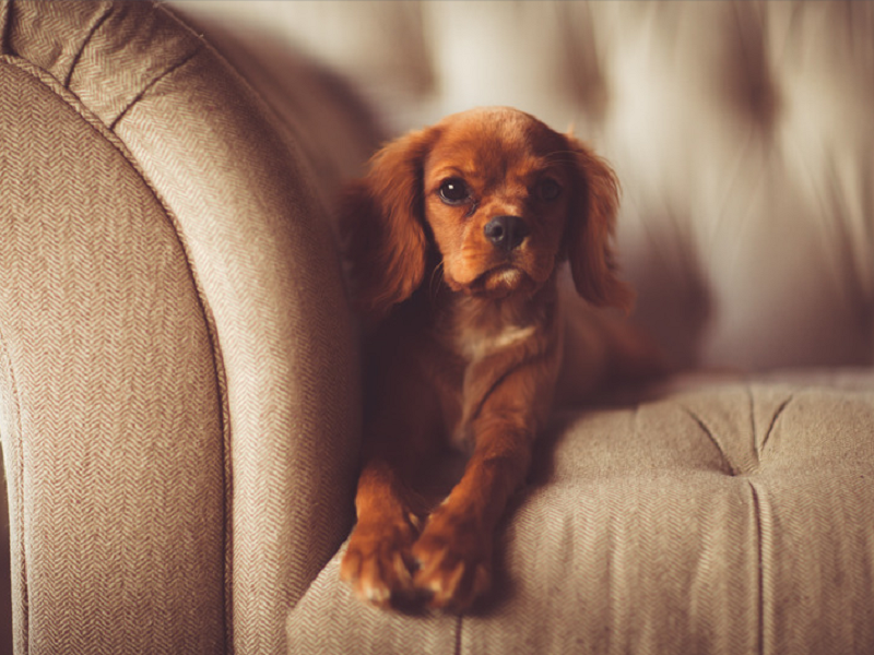 为什么说宠物净化器是养宠家庭的隐形守护者？