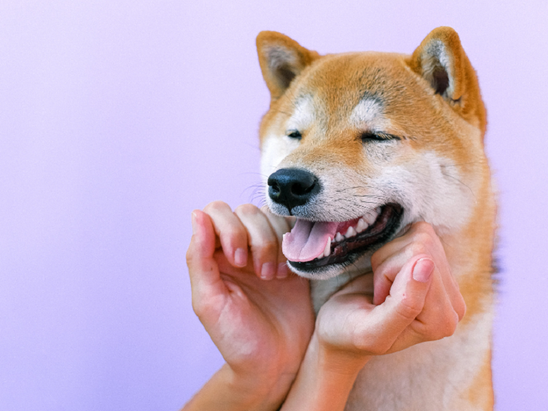 宠物空气净化器厂家