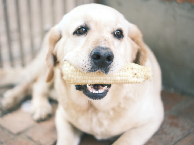 宠物空气净化器厂家
