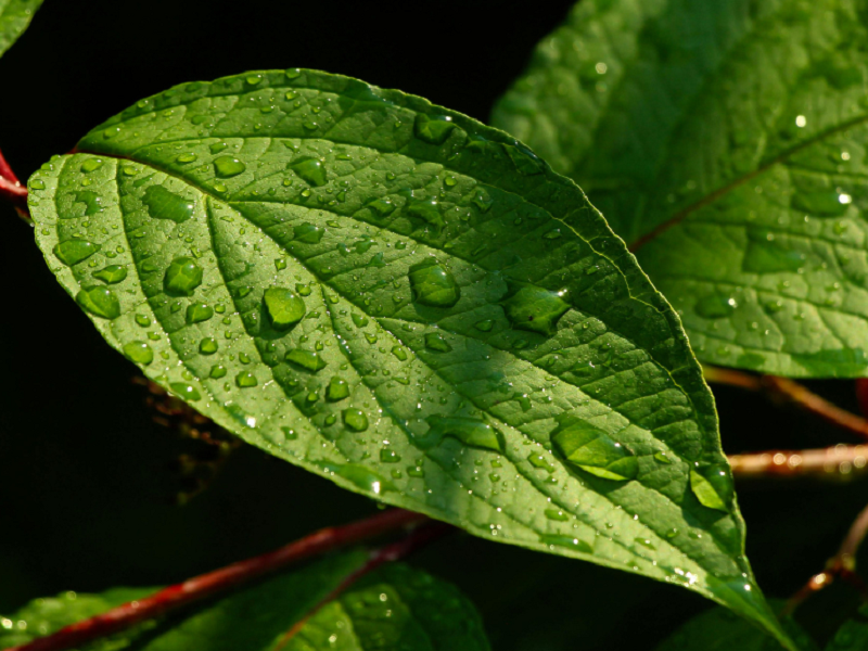 空气净化加湿器厂家
