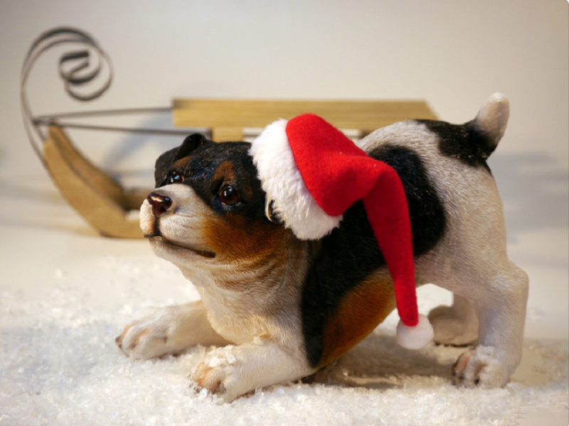 看完这个，你就知道宠物空气净化器如何选了