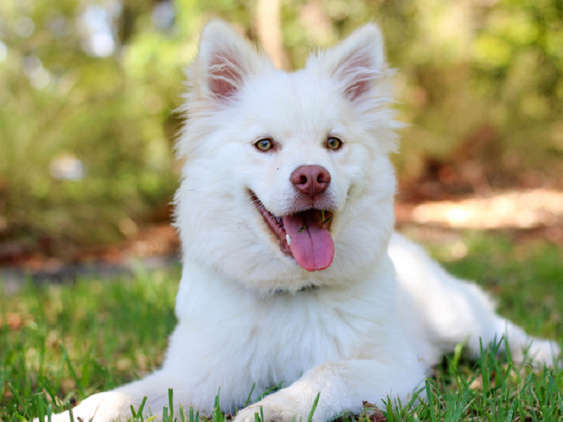 如何精准避坑选到真需求的宠物空气净化器？