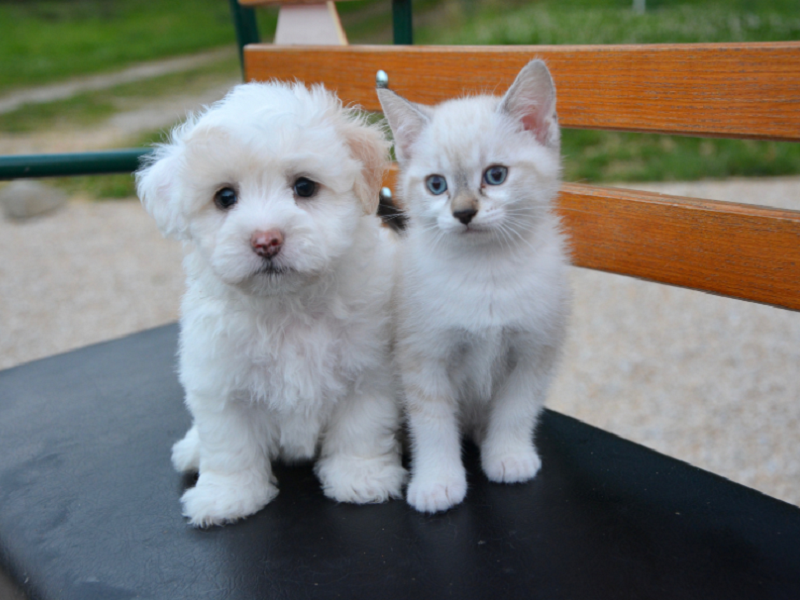 宠物空气净化器厂家