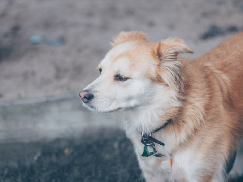 宠物空气净化器厂家