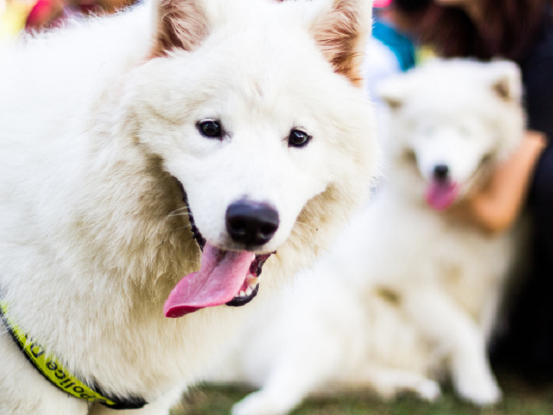 宠物空气净化器厂家