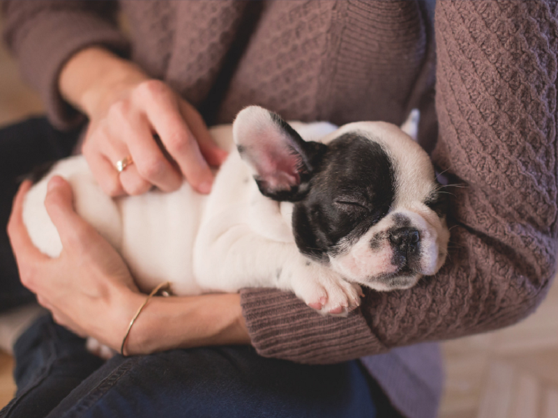 为什么说宠物空气净化器是养宠家庭健康卫士