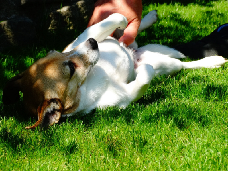 宠物空气净化器厂家