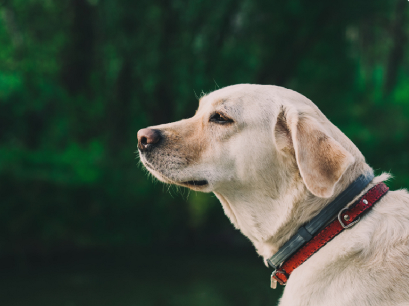 客观分析下宠物空气净化器真的用处大吗？