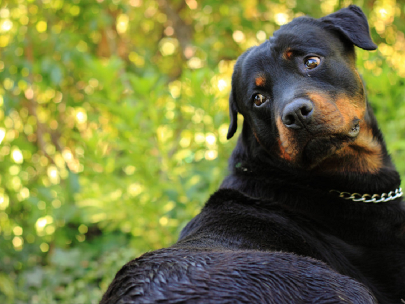 宠物空气净化器厂家
