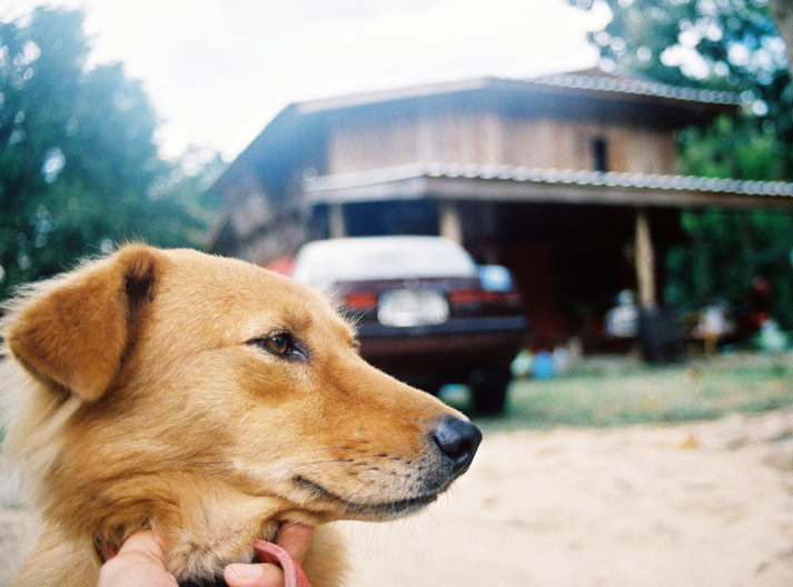 宠物空气净化器使用不当会有什么健康隐患？