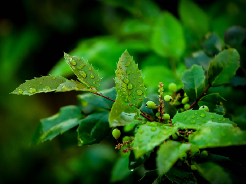 空气净化加湿器厂家