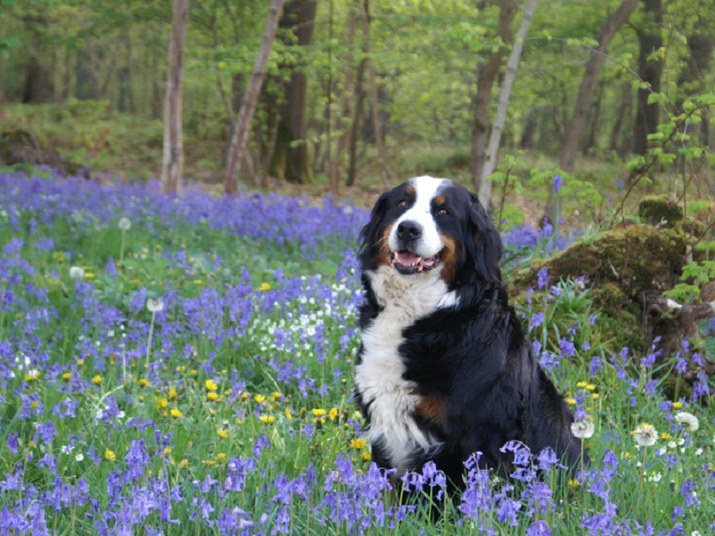 宠物空气净化器厂家