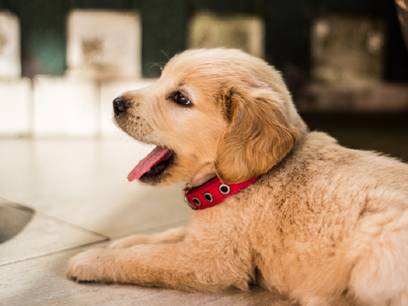 宠物空气净化器厂家