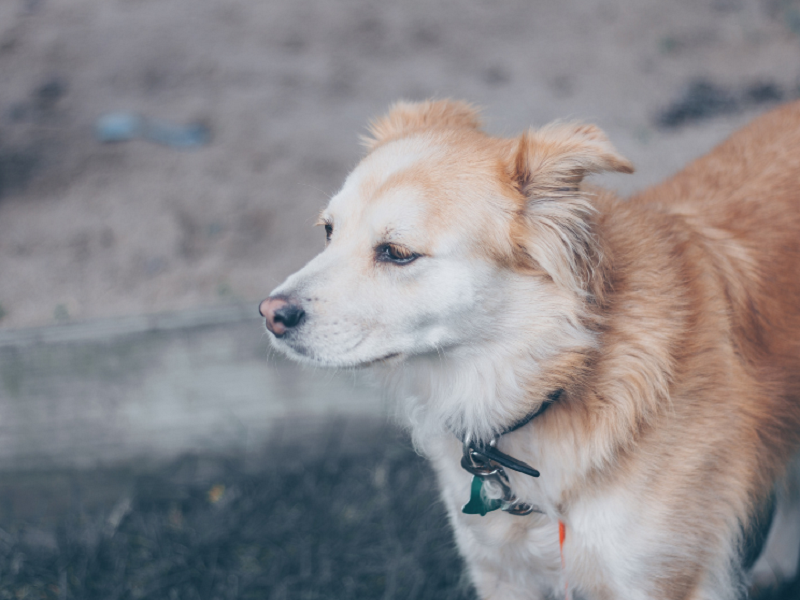 聊聊不建议盲目使用宠物空气净化器的真相
