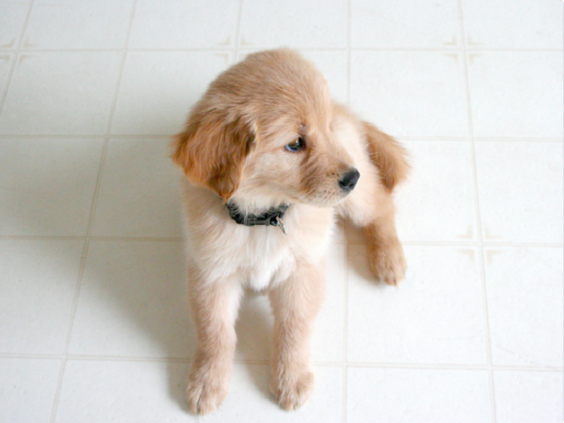 宠物空气净化器厂家