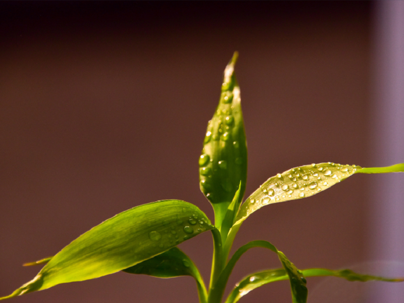 空气净化加湿器厂家