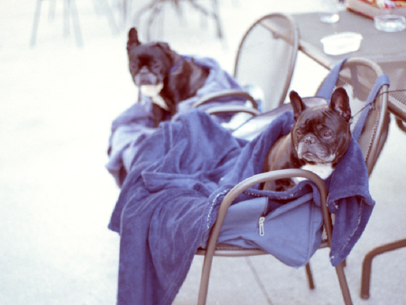 注意宠物空气净化器这3个伪宣传，别被忽悠了